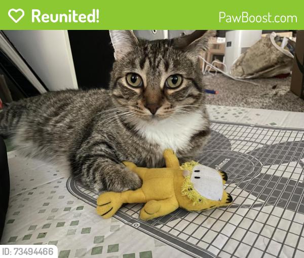 Reunited Male Cat last seen SE Ramona and SE 129th, Portland, OR 97236