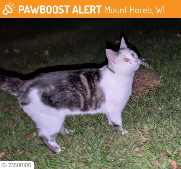 Found/Stray Female Cat last seen Greenwald Rd and Moe Rd, Mount Horeb, WI 53572