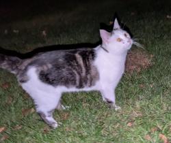 Found/Stray Female Cat last seen Greenwald Rd and Moe Rd, Mount Horeb, WI 53572