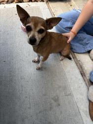 Found/Stray Female Dog last seen Near and Kuykendahl, Houston, TX 77090