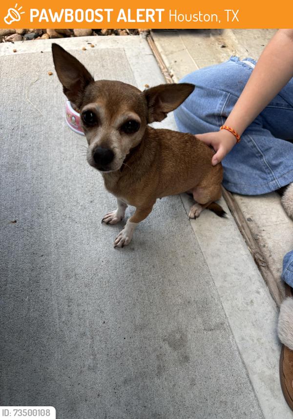 Found/Stray Female Dog last seen Near and Kuykendahl, Houston, TX 77090