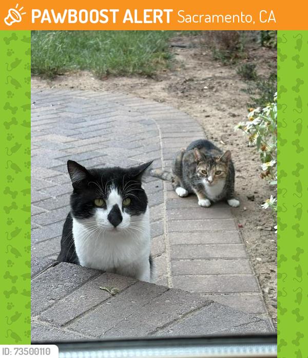 Found/Stray Unknown Cat last seen Larkin & 16th Street, Sacramento, CA 95818