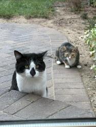 Found/Stray Unknown Cat last seen Larkin & 16th Street, Sacramento, CA 95818