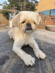 Reunited Female Dog last seen Copenhagen St, near 23921 Copenhagen St, Mission Viejo, CA, Mission Viejo, CA 92691