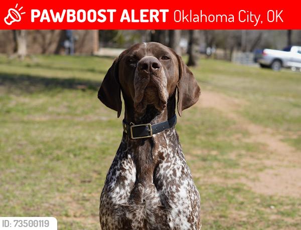 Lost Male Dog last seen S Choctaw and 119th, Oklahoma City, OK 74857