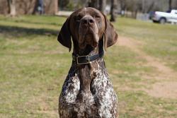Lost Male Dog last seen S Choctaw and 119th, Oklahoma City, OK 74857