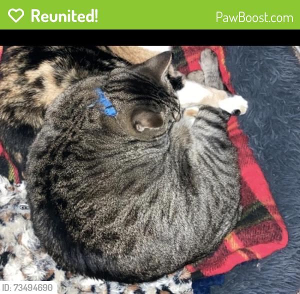 Reunited Female Cat last seen Near Morning Mist Ln, Grand Prairie, TX 75052, USA, Grand Prairie, TX 75052