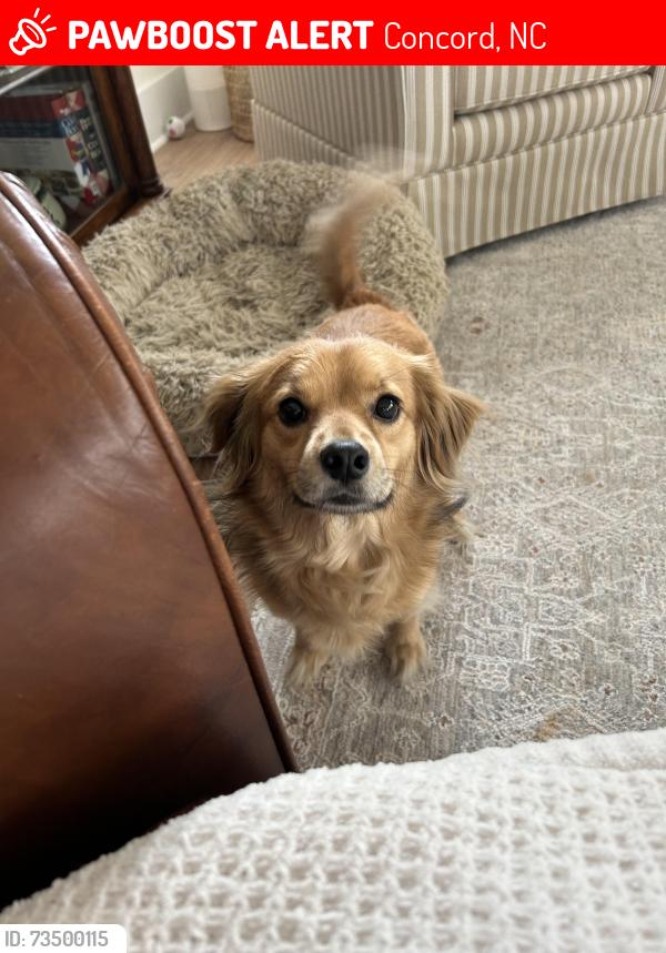Lost Female Dog last seen Burrage Road and Wilhelm Pl, Concord, NC 28025
