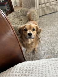 Lost Female Dog last seen Burrage Road and Wilhelm Pl, Concord, NC 28025