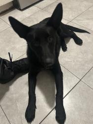 Found/Stray Female Dog last seen Next to baskin robins ice cream, San Bernardino, CA 92404