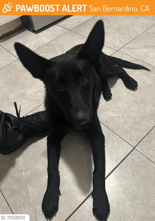 Found/Stray Female Dog last seen Next to baskin robins ice cream, San Bernardino, CA 92404