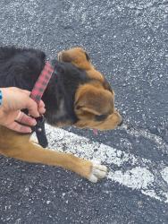 Found/Stray Male Dog last seen ISD, Independence, MO 64054