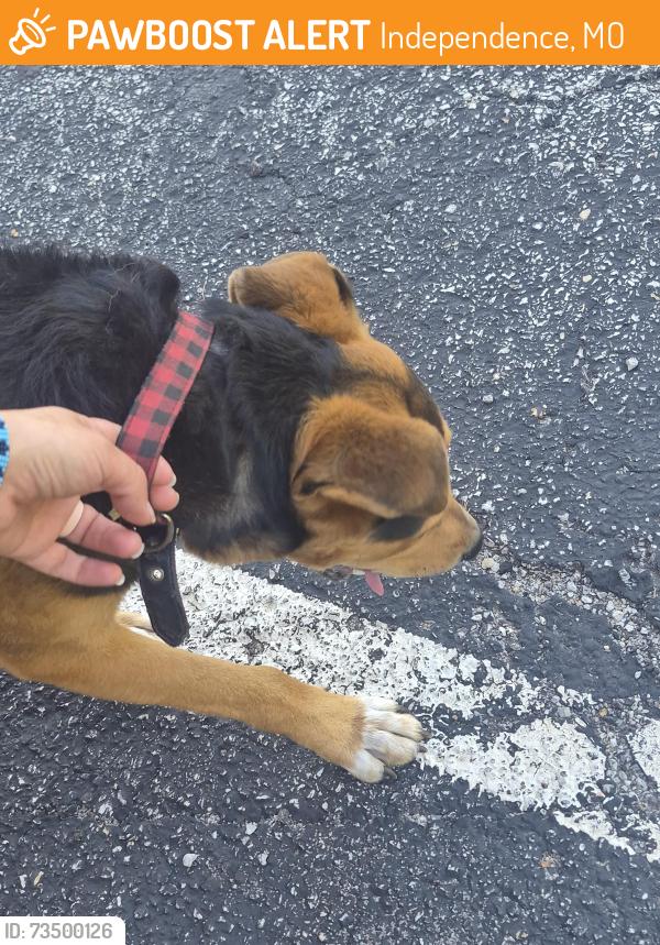 Found/Stray Male Dog last seen ISD, Independence, MO 64054