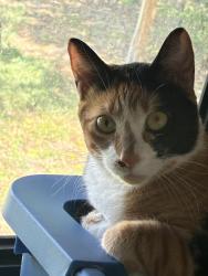 Lost Female Cat last seen Pebble beach park rd & county road 925, Nevada, TX 75173