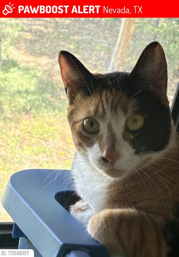 Lost Female Cat last seen Pebble beach park rd & county road 925, Nevada, TX 75173
