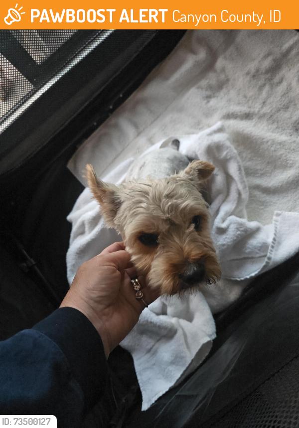 Found/Stray Male Dog last seen Peregrine Falcon. Osprey ests, Canyon County, ID 83686