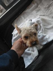 Found/Stray Male Dog last seen Peregrine Falcon. Osprey ests, Canyon County, ID 83686