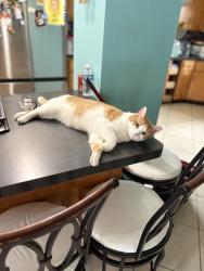 Lost Male Cat last seen Columbia Elementary, Hammond, IN 46320