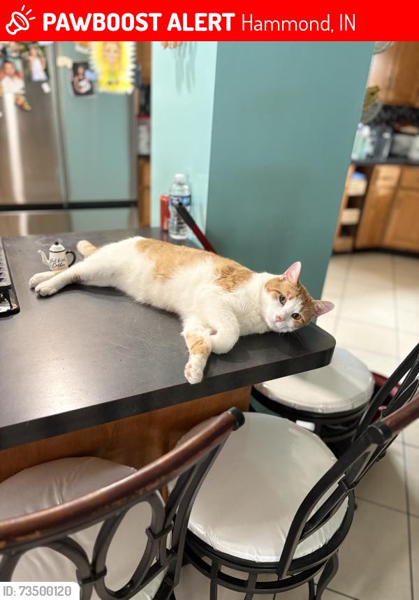Lost Male Cat last seen Columbia Elementary, Hammond, IN 46320