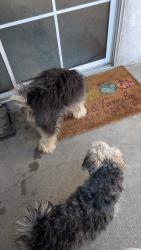 Lost Unknown Dog last seen Vincent ave and cypress ave , covina, Vincent, CA 91722