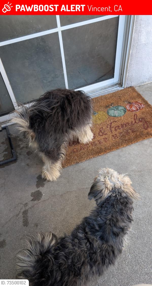 Lost Unknown Dog last seen Vincent ave and cypress ave , covina, Vincent, CA 91722