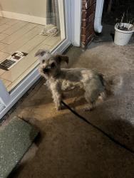 Reunited Female Dog last seen Hefner/greyston, Nichols Hills, OK 73120