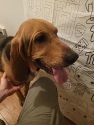 Reunited Female Dog last seen Poudre School, Laporte, CO 80535