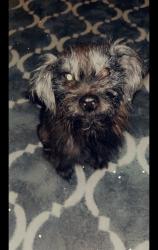 Reunited Male Dog last seen Yakima Road, Apple Valley, CA 92308