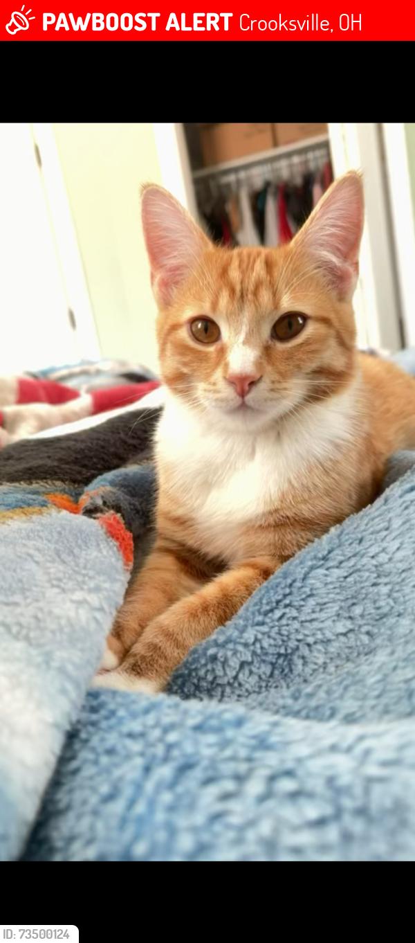 Lost Male Cat last seen Ceramic Road, Crooksville, OH 43731