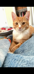 Lost Male Cat last seen Ceramic Road, Crooksville, OH 43731