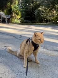 Reunited Male Cat last seen Highway 14 and Roper Mountain Rd, Greenville, SC 29615