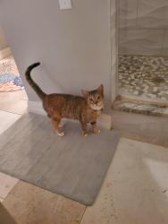 Lost Female Cat last seen Audelia, white Rock Trail, Faircrest, Dallas, TX 75238