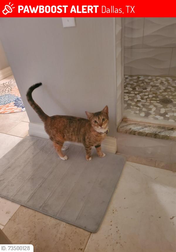 Lost Female Cat last seen Audelia, white Rock Trail, Faircrest, Dallas, TX 75238