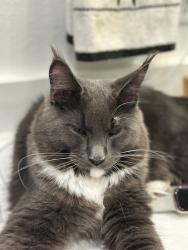 Lost Male Cat last seen Marsh Lane, Tyler, TX 75703