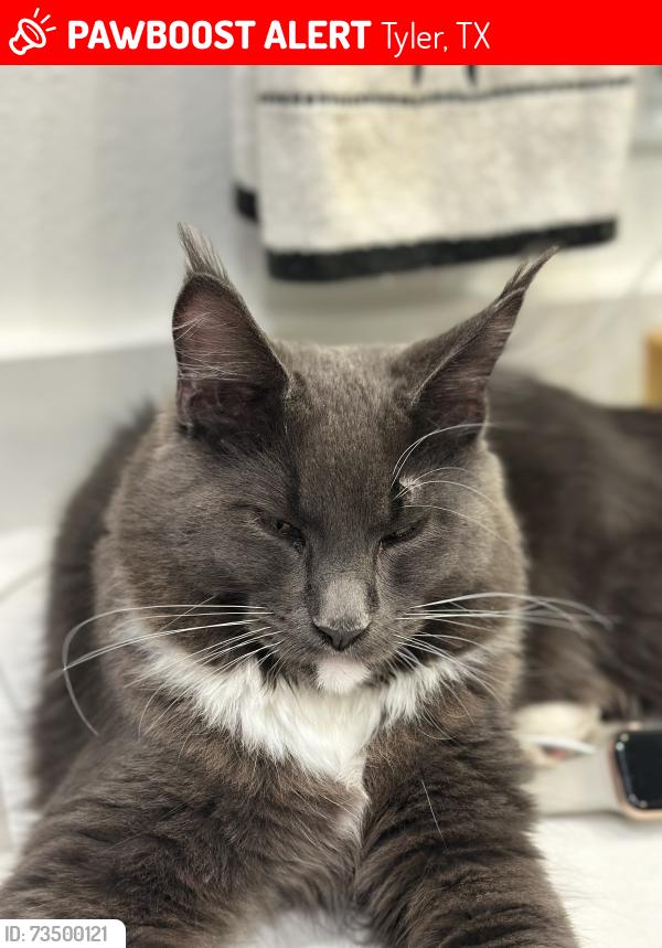 Lost Male Cat last seen Marsh Lane, Tyler, TX 75703