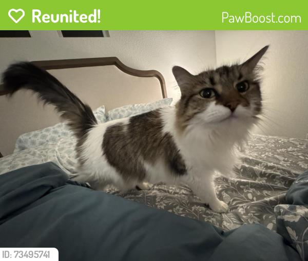 Reunited Female Cat last seen County road 507, Fraser, CO 80442