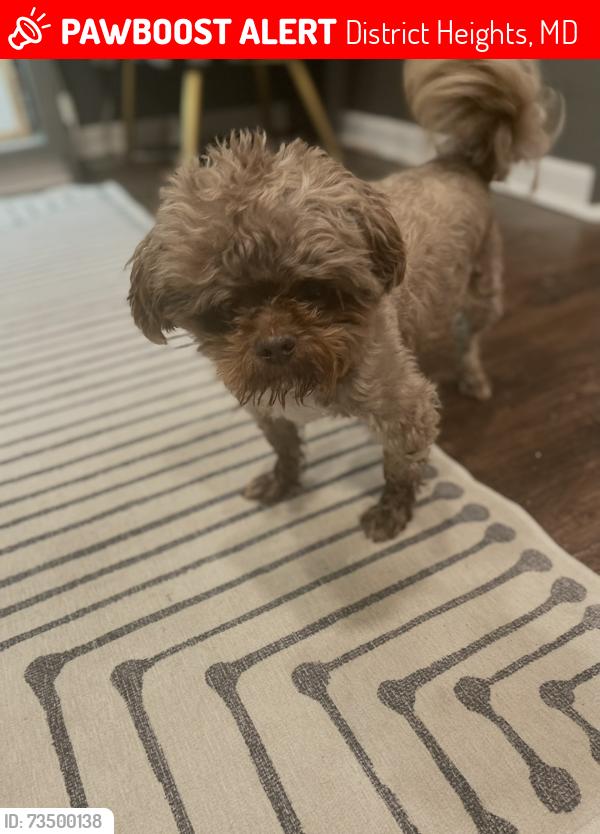 Lost Male Dog last seen Kipling and altamont, District Heights, MD 20747