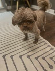 Lost Male Dog last seen Kipling and altamont, District Heights, MD 20747