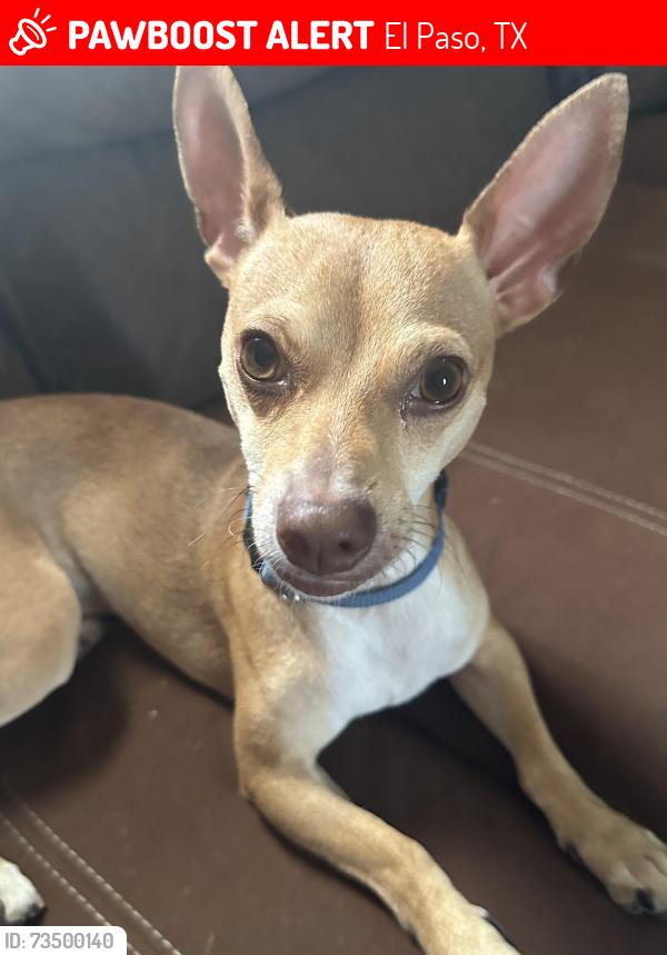 Lost Male Dog last seen Pendale Rd. Near tequila’s discoteque and Santa Fe Village, El Paso, TX 79907