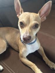 Lost Male Dog last seen Pendale Rd. Near tequila’s discoteque and Santa Fe Village, El Paso, TX 79907