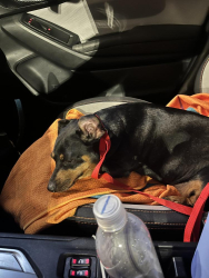 Reunited Female Dog last seen 74th South and 10th, Oklahoma City, OK 73107
