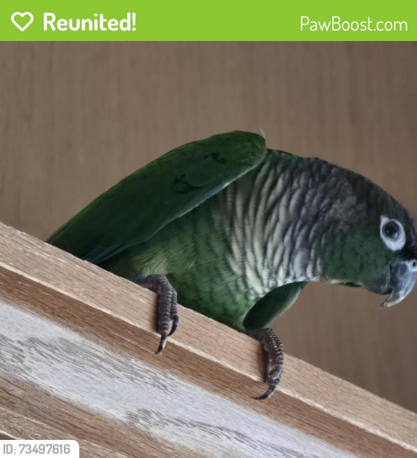 Reunited Unknown Bird last seen Las Brisas Pacifica community, San Marcos, CA 92078
