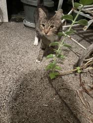 Found/Stray Unknown Cat last seen Rattlesnake Rd near E Tamiami, East Naples, FL 34113