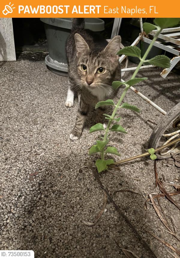 Found/Stray Unknown Cat last seen Rattlesnake Rd near E Tamiami, East Naples, FL 34113