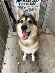 Found/Stray Male Dog last seen FedEx, Cypress, TX 77433