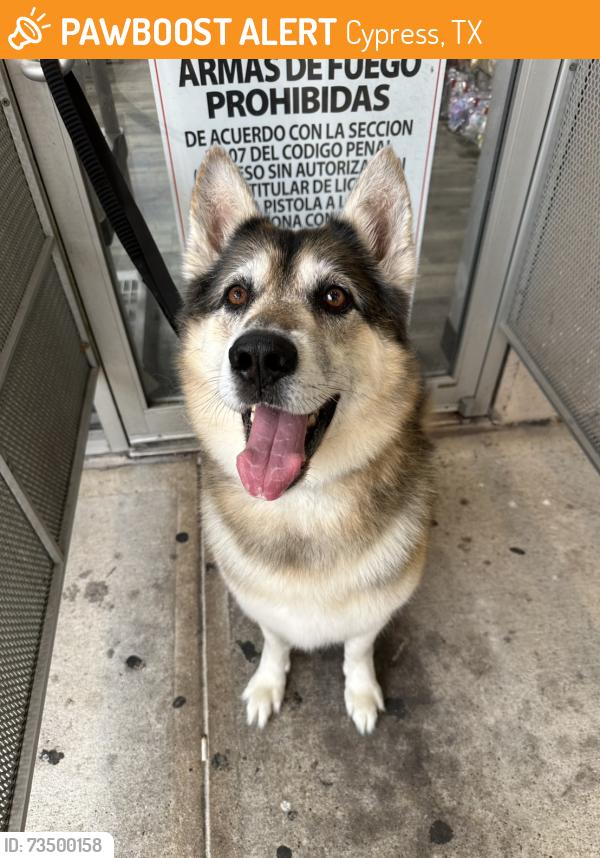 Found/Stray Male Dog last seen FedEx, Cypress, TX 77433