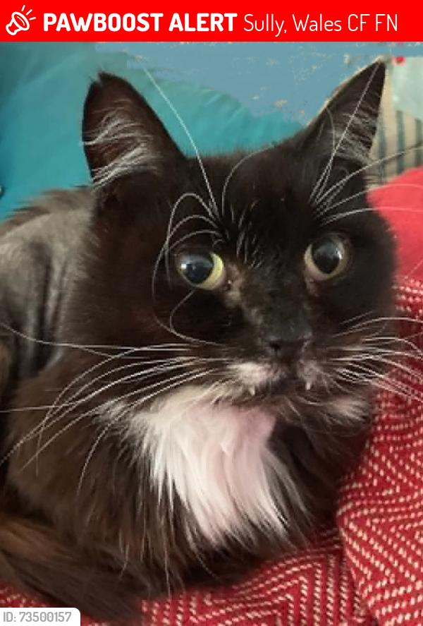 Lost Female Cat last seen Railway path, Cosmeston est opposite Cosmeston lakes, Sully, Wales CF64 5FN