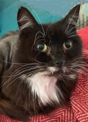 Lost Female Cat last seen Railway path, Cosmeston est opposite Cosmeston lakes, Sully, Wales CF64 5FN