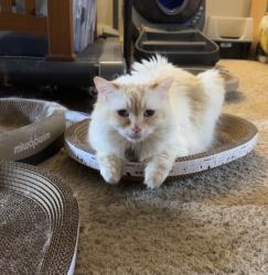 Reunited Female Cat last seen Chestnut dr, Chelsea, MI 48118