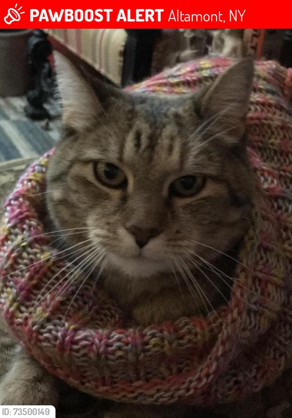 Lost Female Cat last seen RT 146, RT 156, Altamont, NY 12009